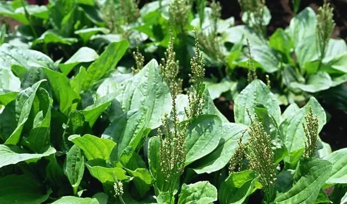 车上适合放什么植物？（让车内空气更清新的植物选择）-第2张图片-绿意生活
