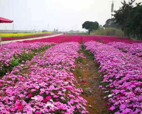 格桑花苗移栽方法与注意事项（移栽格桑花苗的步骤、时间、温度等关键因素）-第1张图片-绿意生活