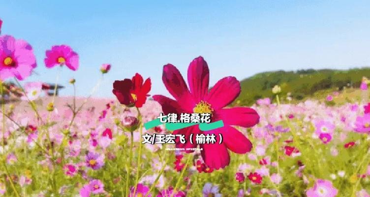 格桑花苗移栽方法与注意事项（移栽格桑花苗的步骤、时间、温度等关键因素）-第3张图片-绿意生活