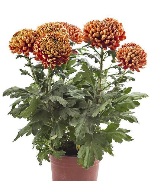 菊花——一种具有木本特征的植物（从形态特征到生长习性，探究菊花的木本属性）-第1张图片-绿意生活