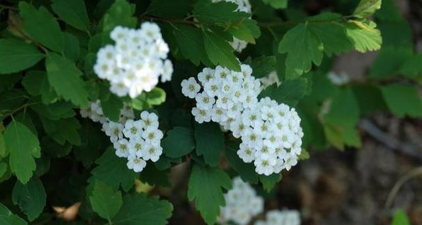 菊花——一种具有木本特征的植物（从形态特征到生长习性，探究菊花的木本属性）-第2张图片-绿意生活
