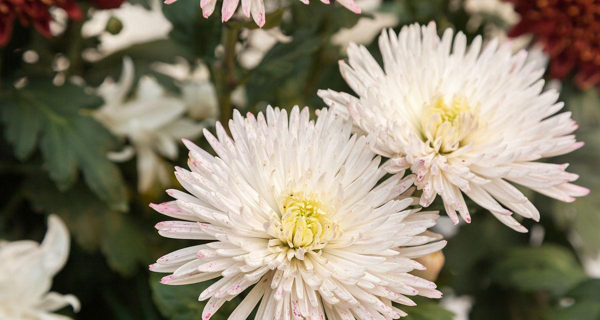 菊花——一种具有木本特征的植物（从形态特征到生长习性，探究菊花的木本属性）-第3张图片-绿意生活