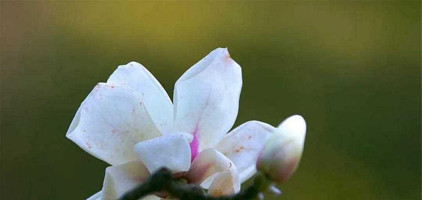 和平之花-用花语传递和平的信息（揭开和平花的神秘面纱，向世界传递和平的信息）-第3张图片-绿意生活
