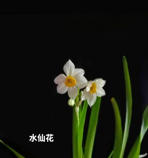 和平之花-用花语传递和平的信息（揭开和平花的神秘面纱，向世界传递和平的信息）-第2张图片-绿意生活