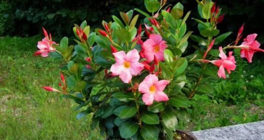 室内种植万里飘香藤的完美指南（打造室内清新氛围，了解万里飘香藤的养护方式）-第3张图片-绿意生活