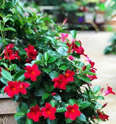 室内种植万里飘香藤的完美指南（打造室内清新氛围，了解万里飘香藤的养护方式）-第1张图片-绿意生活