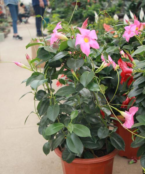 室内种植万里飘香藤的完美指南（打造室内清新氛围，了解万里飘香藤的养护方式）-第2张图片-绿意生活