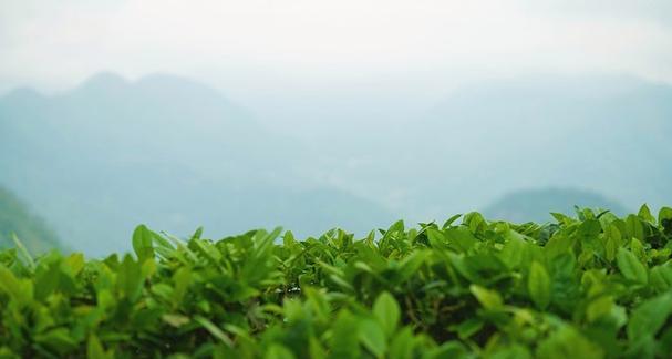 棒棒菜的种植方法与时间详解（从播种到收获，轻松培育营养丰富的棒棒菜）-第1张图片-绿意生活
