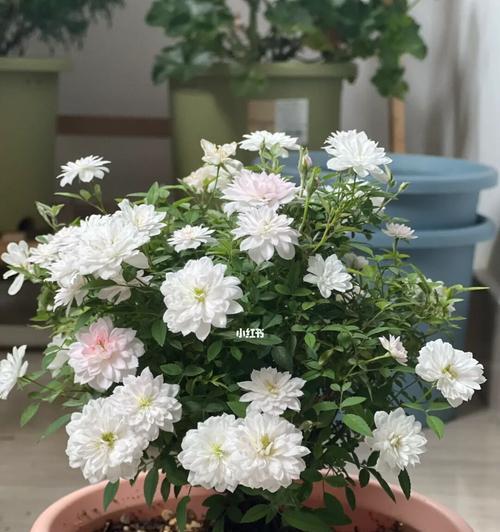姬月季花语——绚丽多彩（探究姬月季的多彩世界）-第2张图片-绿意生活