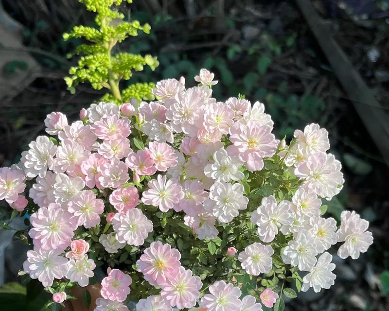 姬月季花语——绚丽多彩（探究姬月季的多彩世界）-第3张图片-绿意生活