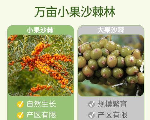 探秘沙棘的生长环境及生长地方条件（从土壤、气候到生态系统，沙棘在哪里最茂盛？）-第3张图片-绿意生活