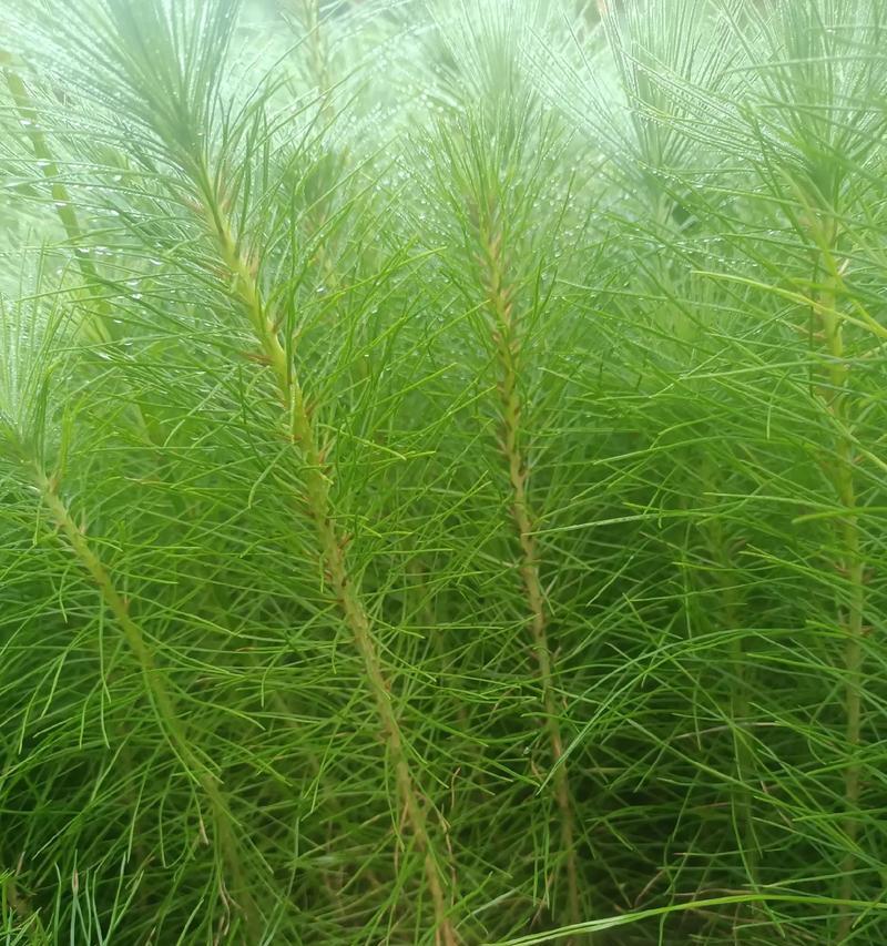 马尾松——北美洲的常青树（特点、分布、用途等全面解读）-第2张图片-绿意生活
