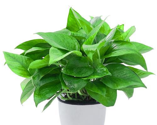 探秘绿萝的植物类型及特点（绿萝是什么植物？了解绿萝的特性和栽培技巧）-第2张图片-绿意生活