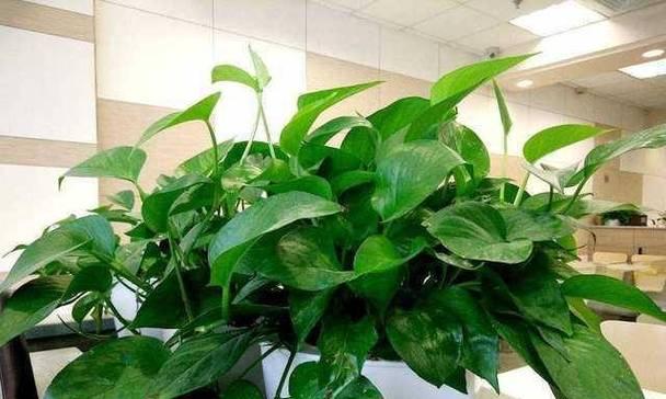 探秘绿萝的植物类型及特点（绿萝是什么植物？了解绿萝的特性和栽培技巧）-第3张图片-绿意生活