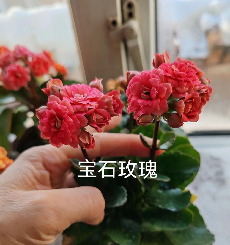 长寿菊的家庭养护方法（一步步教你养出美丽长寿菊花的秘诀）-第3张图片-绿意生活