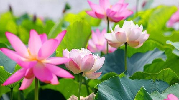 佛莲花的象征意义与传说（佛莲花在佛教文化中的重要地位）-第2张图片-绿意生活