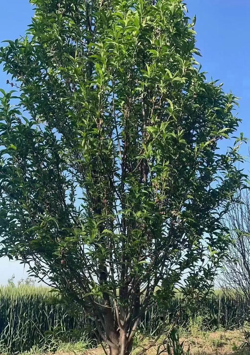 碧桃树果实的营养和食用方法（探讨碧桃树果实的健康益处和多种用途）-第1张图片-绿意生活