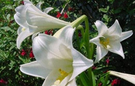 百合花不开花的原因（了解百合花不开花的背后原因）-第3张图片-绿意生活