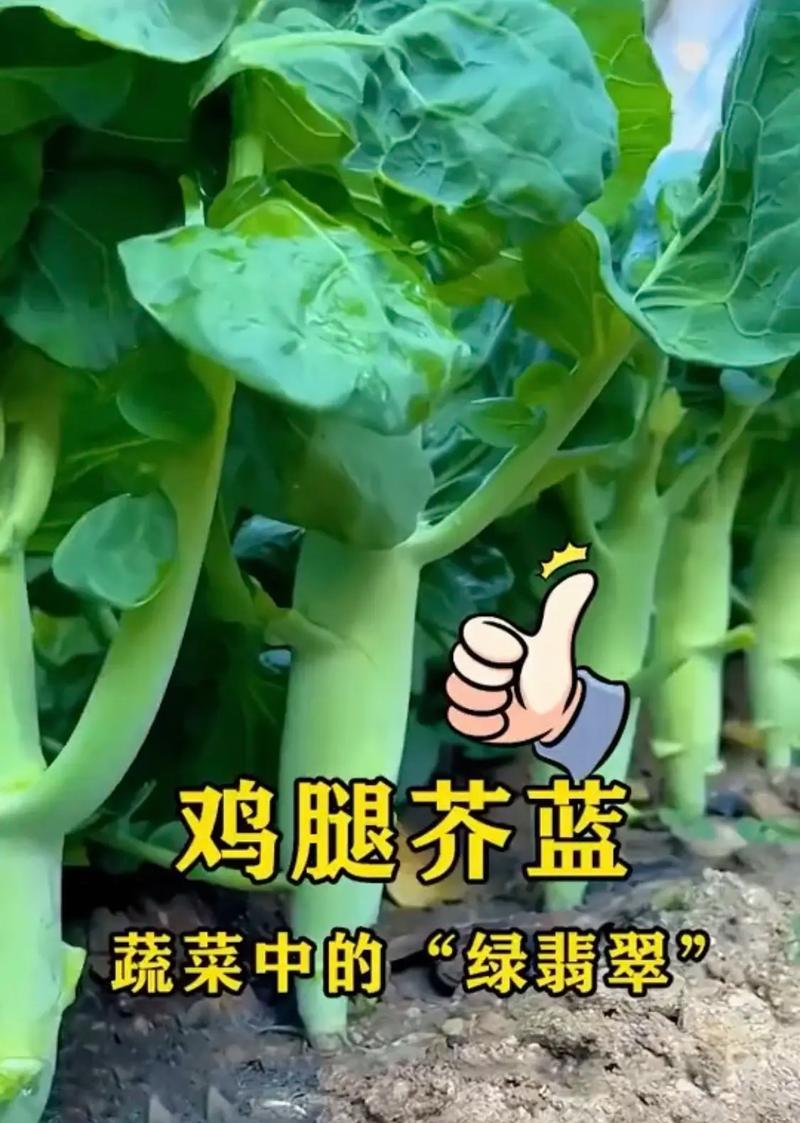 芥蓝的种植技巧与注意事项（掌握芥蓝的种植时间，丰收不愁）-第1张图片-绿意生活