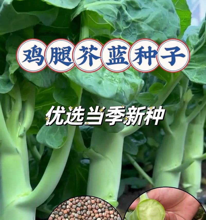 芥蓝的种植技巧与注意事项（掌握芥蓝的种植时间，丰收不愁）-第2张图片-绿意生活