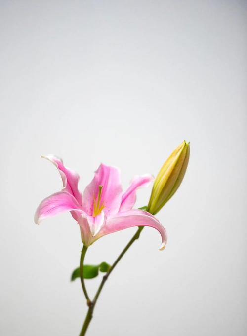揭秘百合花语的多重寓意（花语深意，唤醒心灵之美）-第1张图片-绿意生活