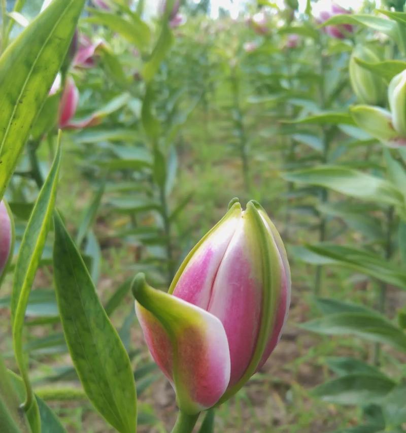 揭秘百合花语的多重寓意（花语深意，唤醒心灵之美）-第2张图片-绿意生活