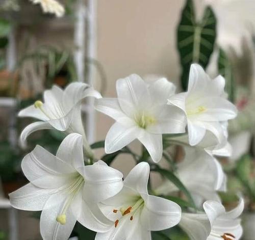 揭秘百合花语的多重寓意（花语深意，唤醒心灵之美）-第3张图片-绿意生活