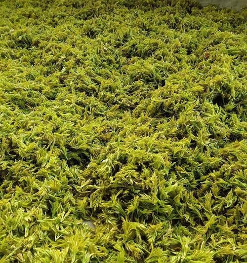 龙须叶子下垂救援手册（让你的龙须叶子像瀑布一样流淌）-第3张图片-绿意生活