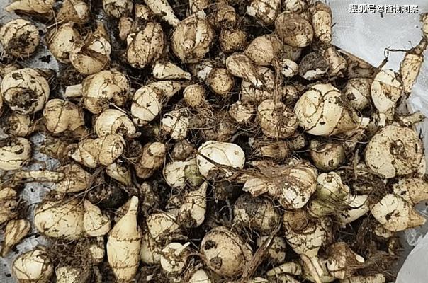 白芨如何施肥？（选择最适合的肥料提高收成）-第2张图片-绿意生活
