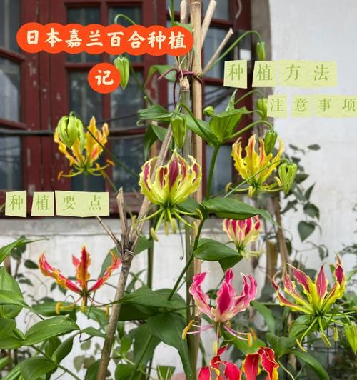 嘉兰百合的种植与养护（从种植到开花，你需要知道的一切）-第1张图片-绿意生活