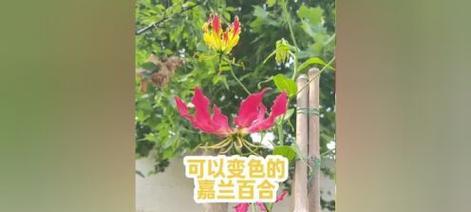嘉兰百合的种植与养护（从种植到开花，你需要知道的一切）-第2张图片-绿意生活