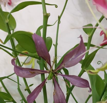 嘉兰百合的种植与养护（从种植到开花，你需要知道的一切）-第3张图片-绿意生活