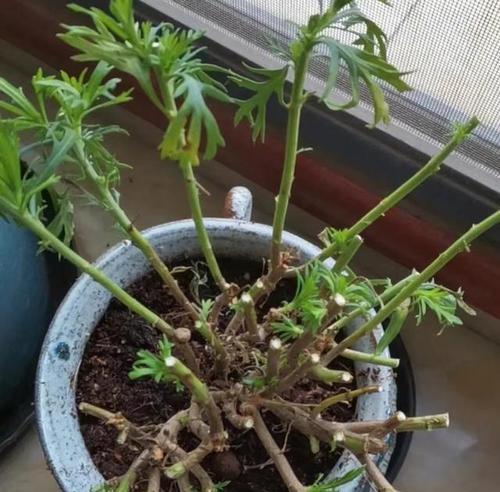玛格丽特花的冬季养护-第1张图片-绿意生活
