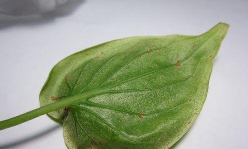 观音叶是什么树？一探观音叶的特点与用途（揭开观音叶的神秘面纱，认识观音叶的形态、栽培和药用价值）-第1张图片-绿意生活