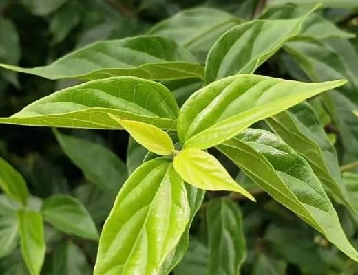 观音叶是什么树？一探观音叶的特点与用途（揭开观音叶的神秘面纱，认识观音叶的形态、栽培和药用价值）-第2张图片-绿意生活