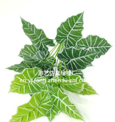 观音叶是什么树？一探观音叶的特点与用途（揭开观音叶的神秘面纱，认识观音叶的形态、栽培和药用价值）-第3张图片-绿意生活