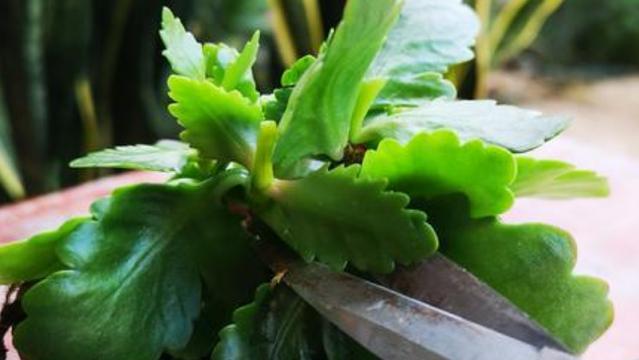 长寿花的剪枝技巧（什么时候剪枝最好）-第1张图片-绿意生活