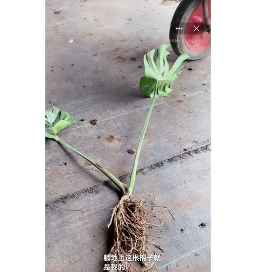 多菌灵对龟背竹的浇灌效果（龟背竹的生长状况及多菌灵的使用方法）-第1张图片-绿意生活