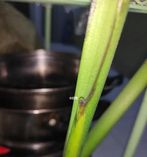 多菌灵对龟背竹的浇灌效果（龟背竹的生长状况及多菌灵的使用方法）-第3张图片-绿意生活