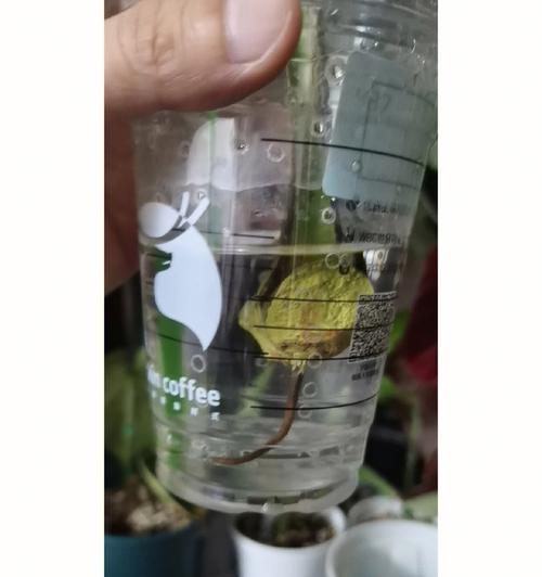 多菌灵对龟背竹的浇灌效果（龟背竹的生长状况及多菌灵的使用方法）-第2张图片-绿意生活