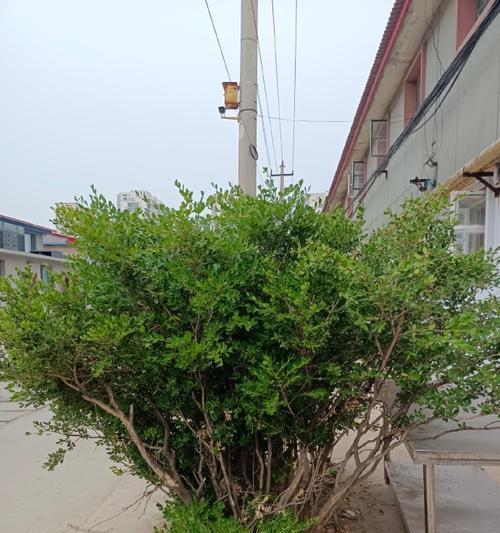 黄杨是否会开花（探究黄杨的生长习性）-第1张图片-绿意生活