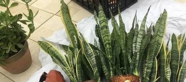 如何正确浇水金边虎皮兰（让你的虎皮兰健康成长）-第1张图片-绿意生活