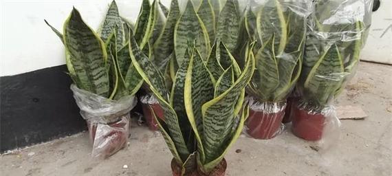如何正确浇水金边虎皮兰（让你的虎皮兰健康成长）-第3张图片-绿意生活