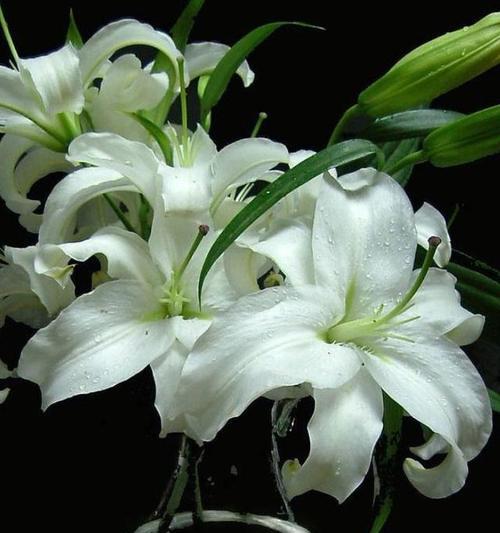 百合花的最佳摆放位置（打造舒适花园的秘诀）-第1张图片-绿意生活