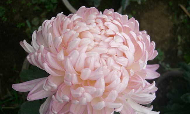 菊花品种选择指南（掌握菊花品种，轻松打造美丽园林）-第1张图片-绿意生活