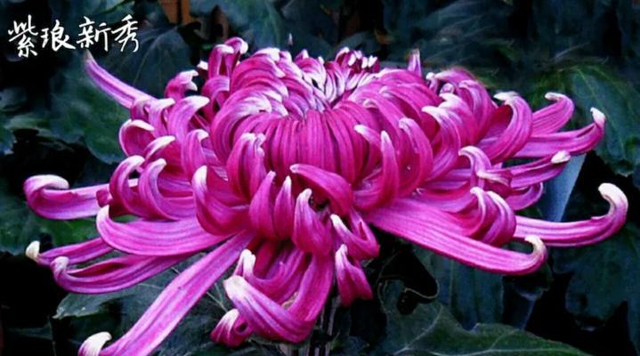 菊花品种选择指南（掌握菊花品种，轻松打造美丽园林）-第3张图片-绿意生活