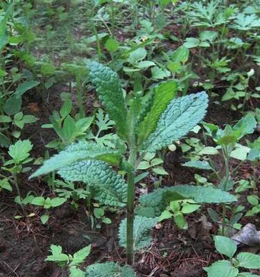 地环——一种具有别样美丽的植物（探秘地环的形态特征、生长习性及应用价值）-第1张图片-绿意生活