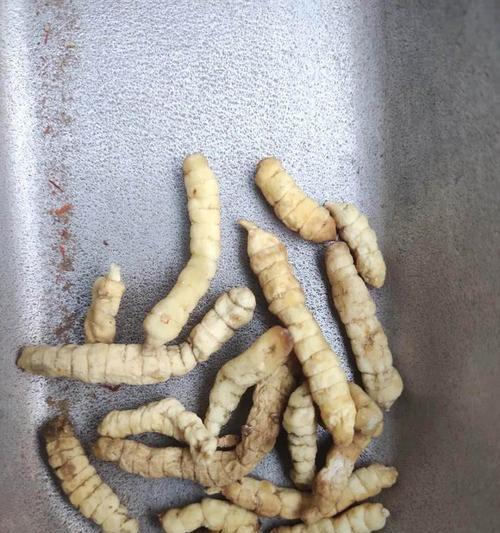 地环——一种具有别样美丽的植物（探秘地环的形态特征、生长习性及应用价值）-第2张图片-绿意生活