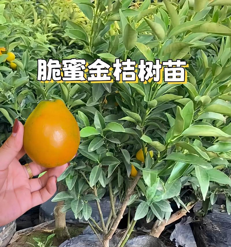金桔成熟季节详解（金桔成熟的月份、特点和注意事项）-第2张图片-绿意生活
