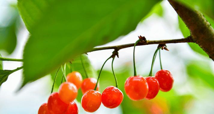 大连樱桃——夏季最佳口感（几月份成熟上市，品尝绝佳享受）-第1张图片-绿意生活